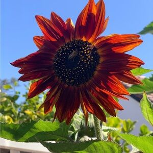Vibrant 'Velvet Queen Sunflower. 45 seeds per pack
